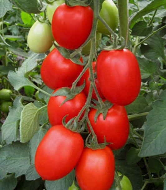 Seminte  tomate Firmus F1 (2500 seminte), Syngenta