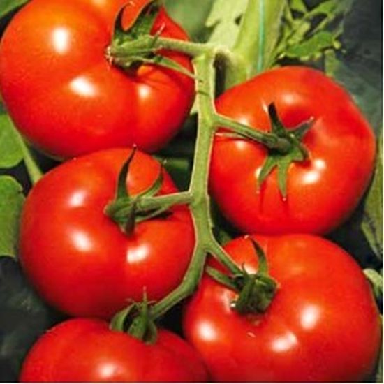 Seminte  tomate Izmir F1 (500 seminte), Syngenta