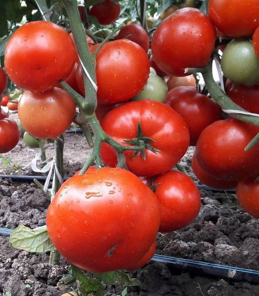 Seminte  tomate Kaponet F1 (500 seminte), Syngenta