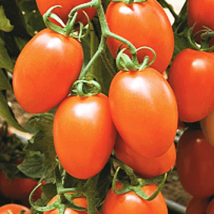 Seminte  tomate Kilates F1 (500 seminte), Syngenta