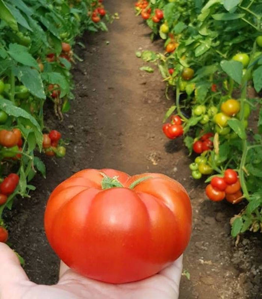 Seminte  tomate Kingset F1 (500 seminte), Syngenta