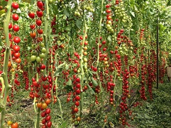 Seminte  tomate Landolino F1 (500 seminte), Syngenta