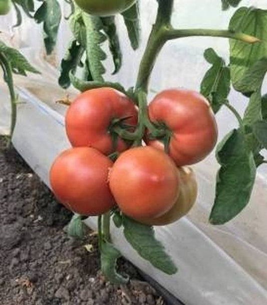 Seminte  tomate Mamston F1 (500 seminte), Syngenta