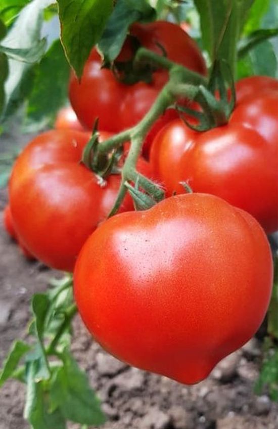 Seminte  tomate Melanet F1 (500 seminte), Syngenta
