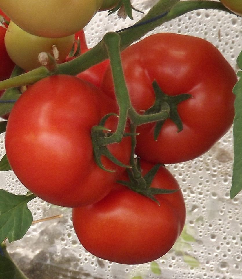 Seminte  tomate Qualitet F1 (500 seminte), Syngenta