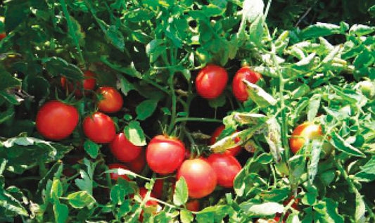 seminte-tomate-soi-autohton-florina-44-1000-g