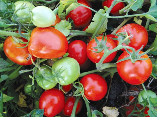seminte-tomate-soi-autohton-mariuca-1000-g
