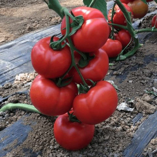 Seminte tomate Vitara F1, Semillas Fito