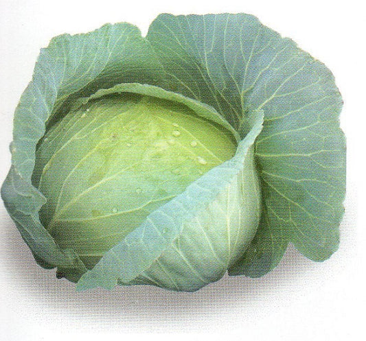 Seminte varza alba Autumn Prince F1 (25.000 seminte), Agrosel