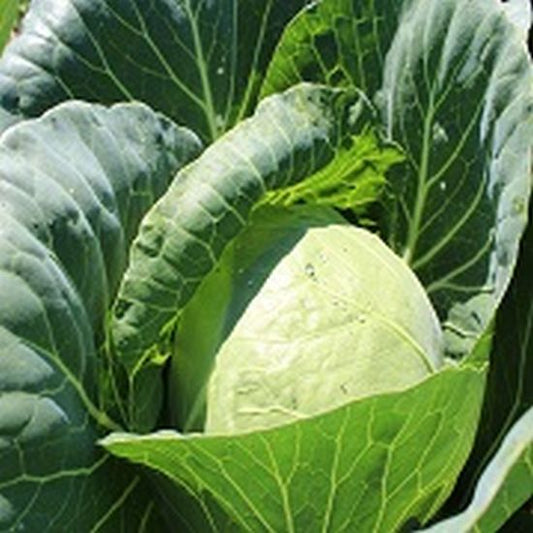 Seminte varza alba Bolikor F1 (2500 seminte), Syngenta