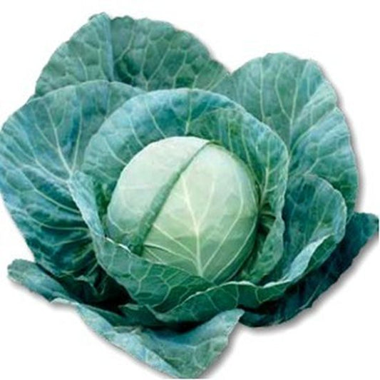 Seminte varza alba Gregorian F1 (2500 seminte), Syngenta