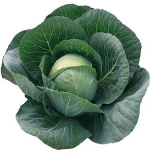 Seminte varza alba Grepala F1 (2500 seminte), Syngenta