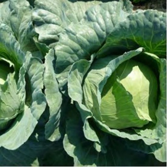 Seminte varza alba Sarmalin F1 (2500 seminte), Syngenta