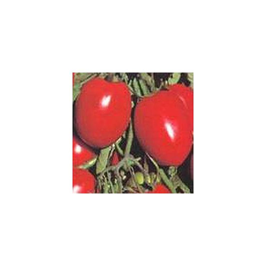 sminte_tomate_prunisoara_big_rio_f1_1000_seminte_united_genetics