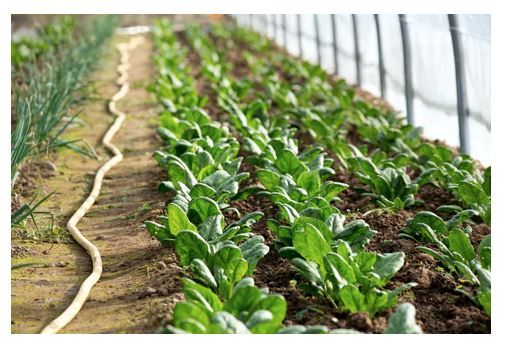 Sistem de irigatii prin picurare pentru solarii  (100 mp), Hydrosystems