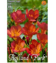 Bulbi de frezii - rosu (10 bulbi), Holland Park