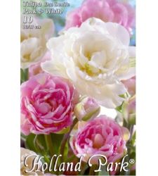 Bulbi de lalele duo flori involte roz - alb (10 bulbi), Holland Park