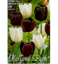 Bulbi de lalele duo negru - alb (10 bulbi), Holland Park
