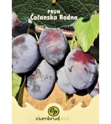 prun-cacanska-radna-ciumbrud-plant