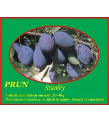 Prun Stanley, Ciumbrud Plant