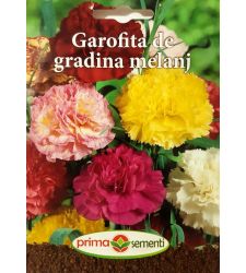 seminte-garofite-de-gradina-mix-de-culori-prima-sementi