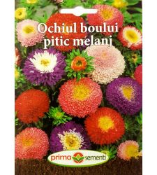seminte-ochiul-boului-pitic-mix-de-culori-prima-sementi