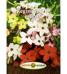 seminte-regina-noptii-mix-de-culori-prima-sementi