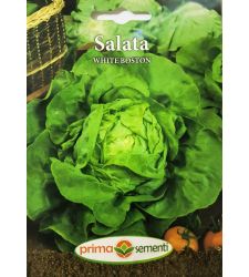 Seminte salata capatana White Boston, Prima Sementi