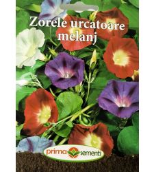 seminte-zorele-mix-de-culori-prima-sementi