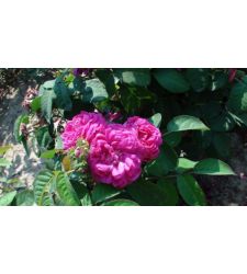 Trandafir de dulceata Rose de Rescht, Ciumbrud Plant