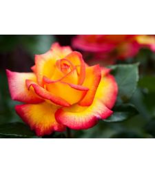 trandafir-floribunda-double-perfume-ciumbrud-plant