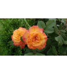 trandafir-floribunda-gartenspass-ciumbrud-plant