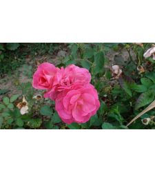 Trandafir floribunda Guliver, Ciumbrud Plant
