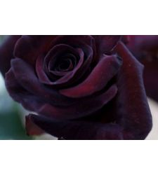 trandafir-teahibrid-black-baccara-csiki