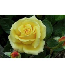 trandafir-teahibrid-glorious-ciumbrud-plant