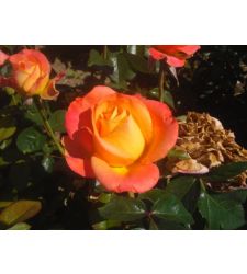 Trandafir teahibrid Honolulu, Ciumbrud Plant