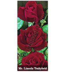 Trandafir teahibrid Mister Lincoln, Ciumbrud Plant