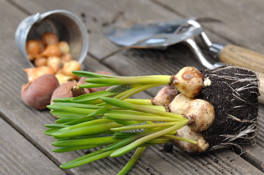 Farmbee - Ghidul tau pentru plantarea bulbilor