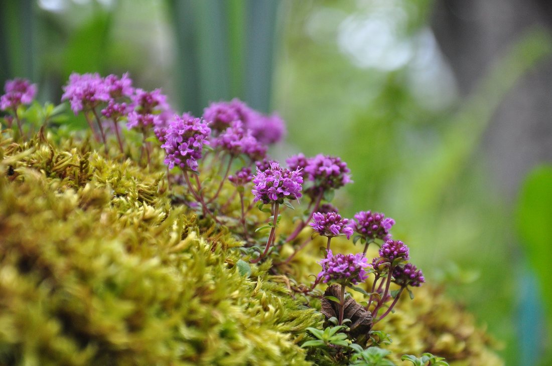 Farmbee - Plante-remediu care nu trebuie sa lipseasca iarna din casa ta